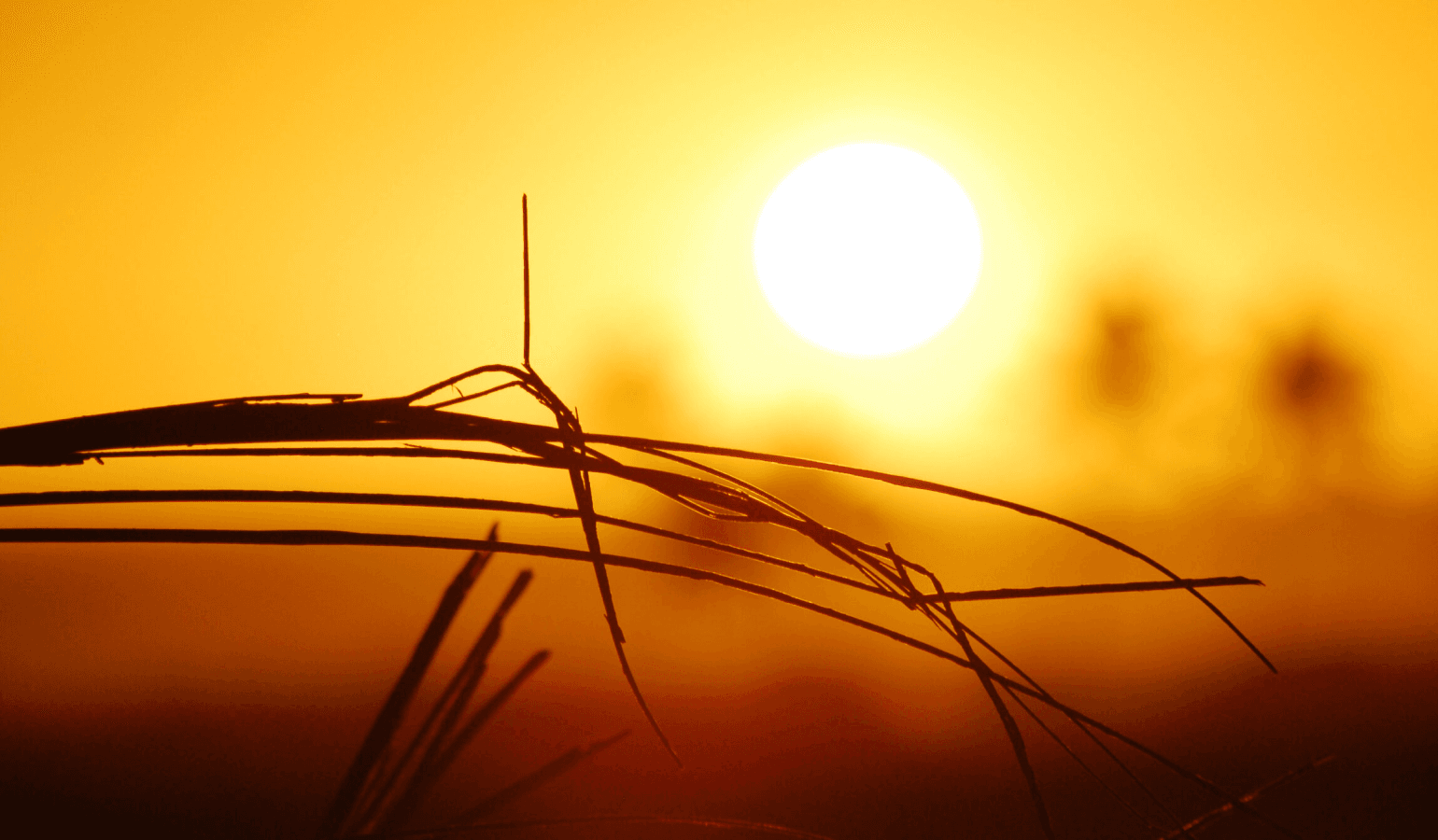 imagem do post Clima na Primavera