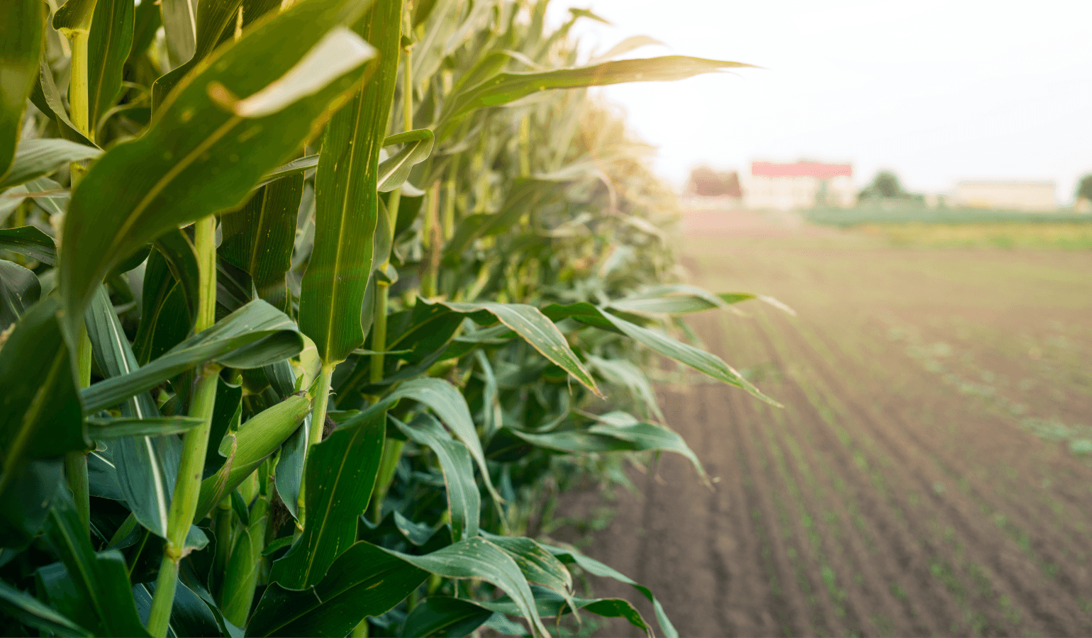 imagem do post Expectativas do Mercado Agrícola: Desafios e Oportunidades