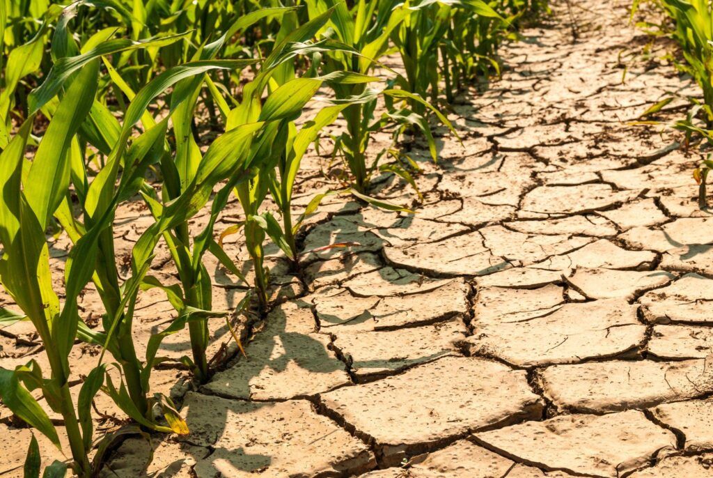 imagem do post Ruim para o Campo